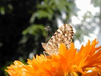 Schmetterlingsgeburt in Riederau, 08.08.2004 (370 KB)